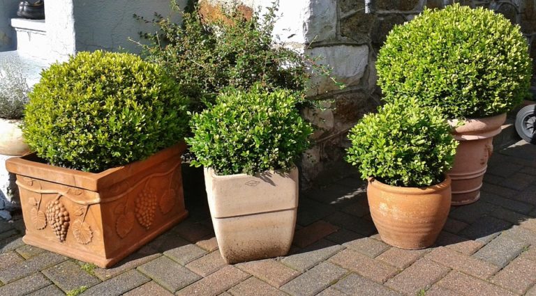 Le buxus sempervirens pour mettre en scène le jardin