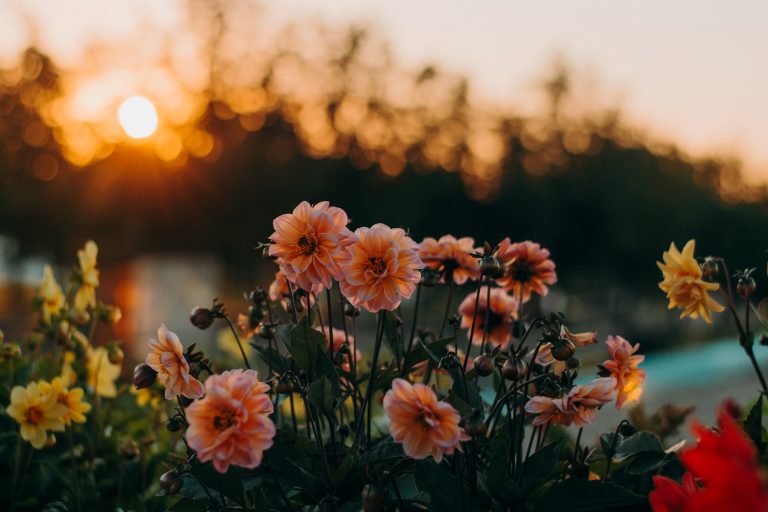 Quel bouquet de fleurs pour quelle décoration ?