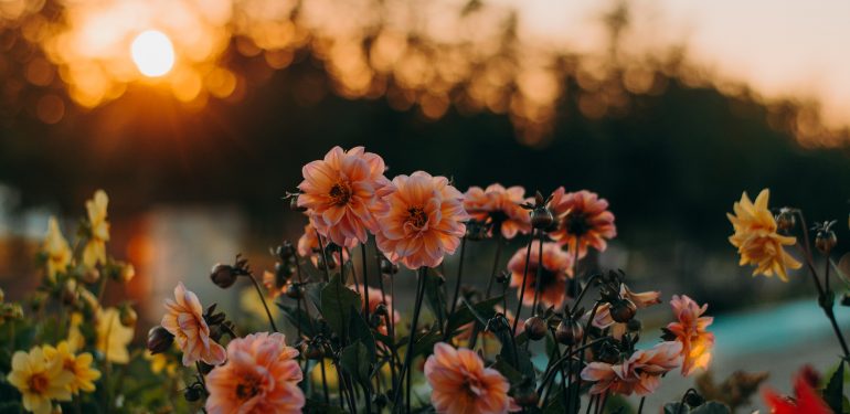 bouquet de fleurs