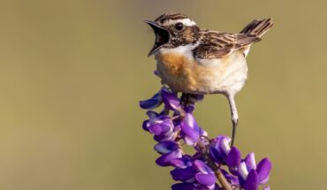 oiseau dans un jardin