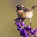 oiseau dans un jardin