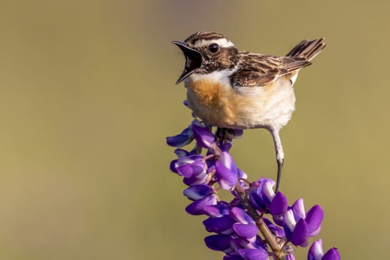 Comment attirer les oiseaux dans son jardin ?