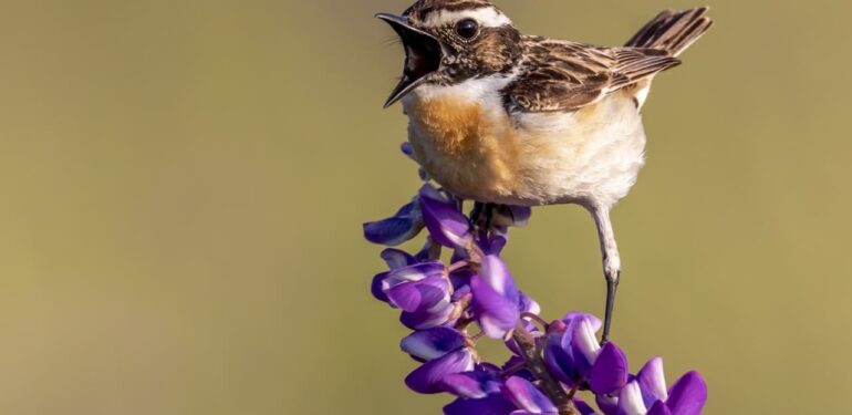 oiseau dans un jardin