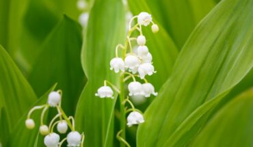 brin de muguet