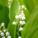 brin de muguet