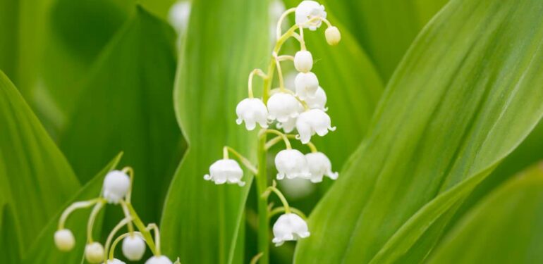 brin de muguet