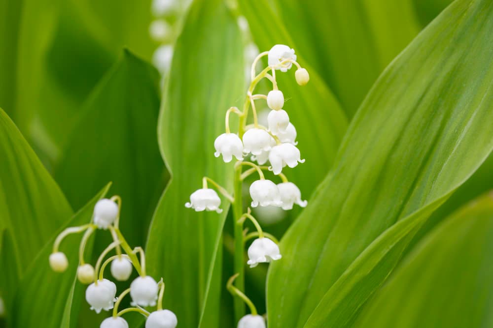 brin de muguet